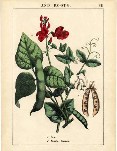 Botanical-Peas-Printable-GraphicsFairy-sm-791x1024